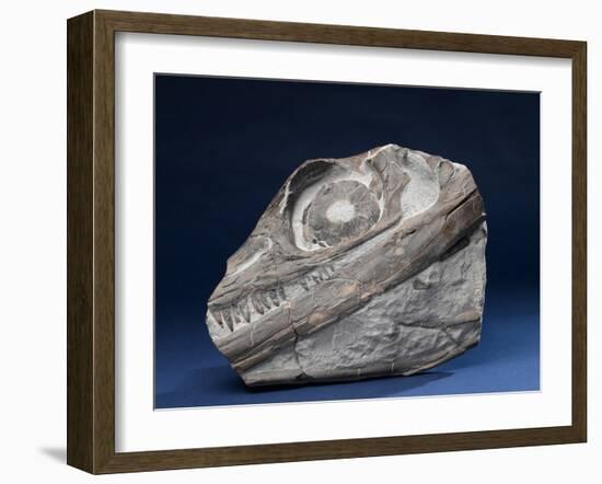 Fossil Icthyosaur Collected by F. W. L. Ross-null-Framed Photographic Print