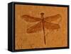 Fossil Insect, Dragonfly, Early Cretaceous, Brazil-John Cancalosi-Framed Stretched Canvas