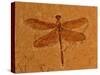 Fossil Insect, Dragonfly, Early Cretaceous, Brazil-John Cancalosi-Stretched Canvas