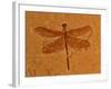 Fossil Insect, Dragonfly, Early Cretaceous, Brazil-John Cancalosi-Framed Photographic Print