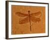 Fossil Insect, Dragonfly, Early Cretaceous, Brazil-John Cancalosi-Framed Photographic Print