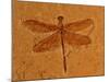 Fossil Insect, Dragonfly, Early Cretaceous, Brazil-John Cancalosi-Mounted Photographic Print