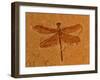 Fossil Insect, Dragonfly, Early Cretaceous, Brazil-John Cancalosi-Framed Photographic Print