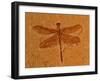 Fossil Insect, Dragonfly, Early Cretaceous, Brazil-John Cancalosi-Framed Photographic Print