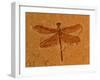 Fossil Insect, Dragonfly, Early Cretaceous, Brazil-John Cancalosi-Framed Photographic Print