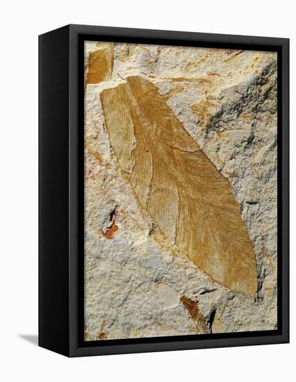Fossil Leaf of Seed Fern-Walter Geiersperger-Framed Stretched Canvas