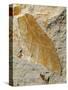 Fossil Leaf of Seed Fern-Walter Geiersperger-Stretched Canvas