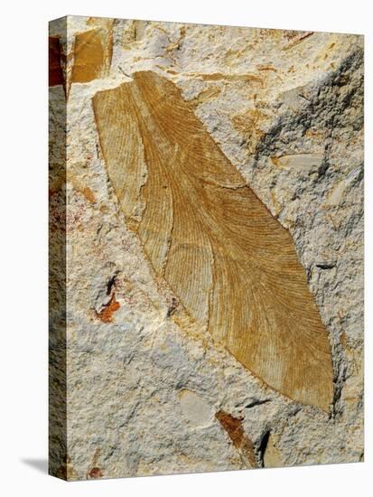 Fossil Leaf of Seed Fern-Walter Geiersperger-Stretched Canvas