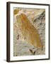 Fossil Leaf of Seed Fern-Walter Geiersperger-Framed Photographic Print