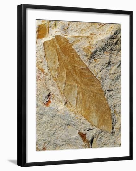 Fossil Leaf of Seed Fern-Walter Geiersperger-Framed Photographic Print