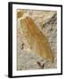 Fossil Leaf of Seed Fern-Walter Geiersperger-Framed Photographic Print
