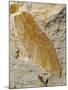 Fossil Leaf of Seed Fern-Walter Geiersperger-Mounted Photographic Print