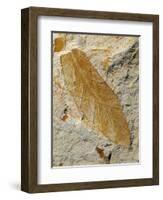 Fossil Leaf of Seed Fern-Walter Geiersperger-Framed Photographic Print