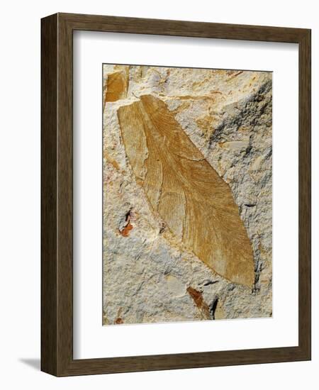 Fossil Leaf of Seed Fern-Walter Geiersperger-Framed Photographic Print