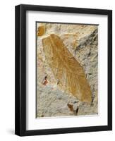 Fossil Leaf of Seed Fern-Walter Geiersperger-Framed Photographic Print