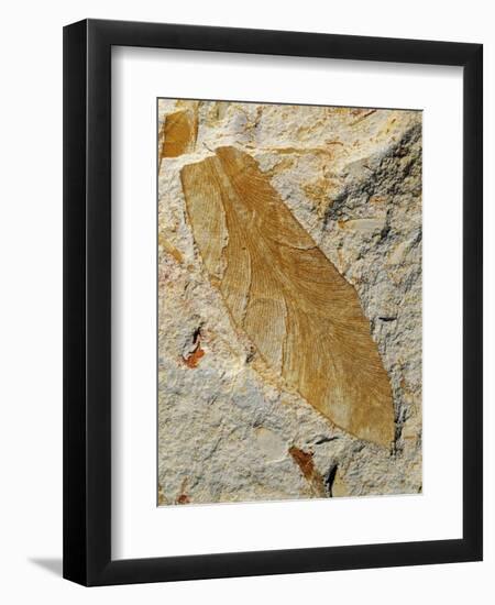 Fossil Leaf of Seed Fern-Walter Geiersperger-Framed Photographic Print