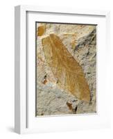 Fossil Leaf of Seed Fern-Walter Geiersperger-Framed Photographic Print