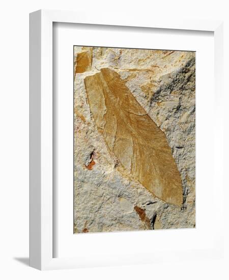 Fossil Leaf of Seed Fern-Walter Geiersperger-Framed Photographic Print