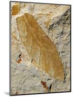 Fossil Leaf of Seed Fern-Walter Geiersperger-Mounted Photographic Print