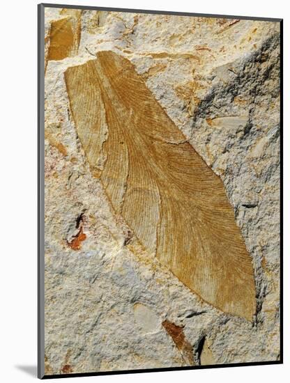 Fossil Leaf of Seed Fern-Walter Geiersperger-Mounted Photographic Print