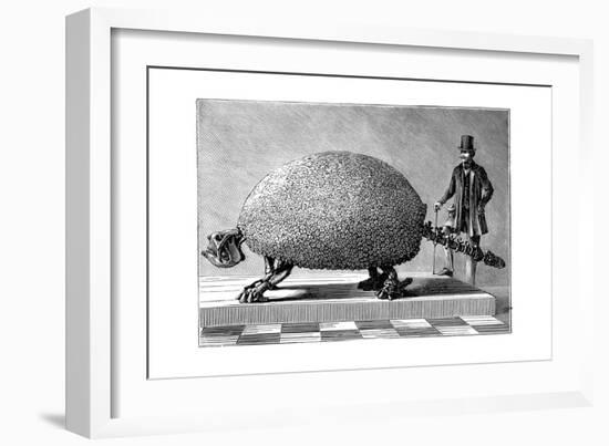 Fossil of a Giant Armadillo from South America, C1890-null-Framed Giclee Print