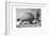 Fossil of a Giant Armadillo from South America, C1890-null-Framed Giclee Print