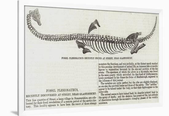 Fossil Plesiosaurus Recently Found at Street, Near Glastonbury-null-Framed Giclee Print