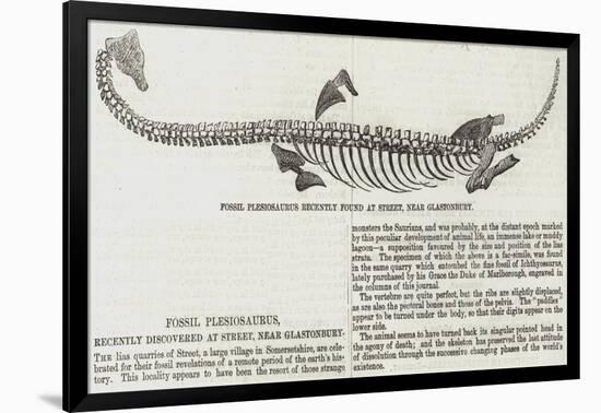 Fossil Plesiosaurus Recently Found at Street, Near Glastonbury-null-Framed Giclee Print