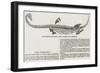 Fossil Plesiosaurus Recently Found at Street, Near Glastonbury-null-Framed Giclee Print