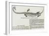 Fossil Plesiosaurus Recently Found at Street, Near Glastonbury-null-Framed Giclee Print