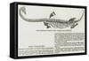 Fossil Plesiosaurus Recently Found at Street, Near Glastonbury-null-Framed Stretched Canvas