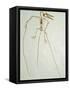 Fossil Pterosaur Ramphorhynchus gemmingi found in Bavaria-Kevin Schafer-Framed Stretched Canvas