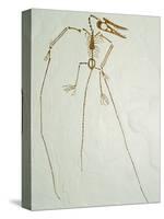 Fossil Pterosaur Ramphorhynchus gemmingi found in Bavaria-Kevin Schafer-Stretched Canvas