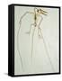 Fossil Pterosaur Ramphorhynchus gemmingi found in Bavaria-Kevin Schafer-Framed Stretched Canvas