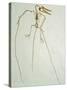 Fossil Pterosaur Ramphorhynchus gemmingi found in Bavaria-Kevin Schafer-Stretched Canvas