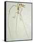 Fossil Pterosaur Ramphorhynchus gemmingi found in Bavaria-Kevin Schafer-Framed Stretched Canvas