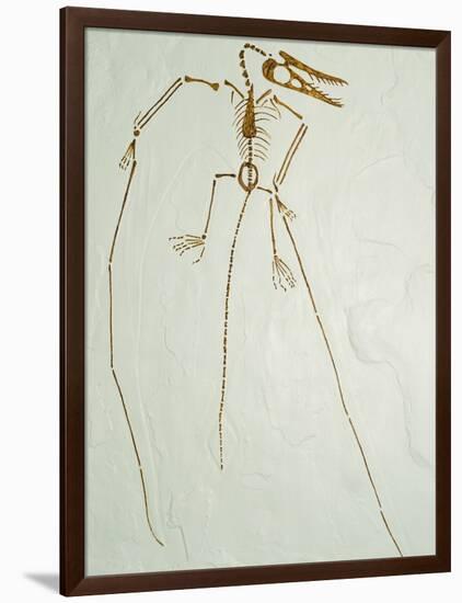 Fossil Pterosaur Ramphorhynchus gemmingi found in Bavaria-Kevin Schafer-Framed Photographic Print