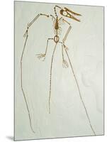 Fossil Pterosaur Ramphorhynchus gemmingi found in Bavaria-Kevin Schafer-Mounted Photographic Print