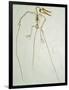 Fossil Pterosaur Ramphorhynchus gemmingi found in Bavaria-Kevin Schafer-Framed Photographic Print