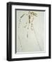 Fossil Pterosaur Ramphorhynchus gemmingi found in Bavaria-Kevin Schafer-Framed Photographic Print