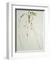 Fossil Pterosaur Ramphorhynchus gemmingi found in Bavaria-Kevin Schafer-Framed Photographic Print