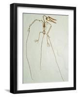 Fossil Pterosaur Ramphorhynchus gemmingi found in Bavaria-Kevin Schafer-Framed Photographic Print