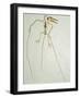 Fossil Pterosaur Ramphorhynchus gemmingi found in Bavaria-Kevin Schafer-Framed Photographic Print