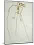 Fossil Pterosaur Ramphorhynchus gemmingi found in Bavaria-Kevin Schafer-Mounted Photographic Print