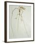 Fossil Pterosaur Ramphorhynchus gemmingi found in Bavaria-Kevin Schafer-Framed Photographic Print