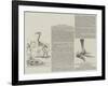 Fossil Remains of Colossal Birds of New Zealand-null-Framed Giclee Print