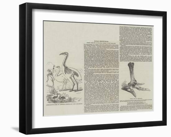 Fossil Remains of Colossal Birds of New Zealand-null-Framed Giclee Print