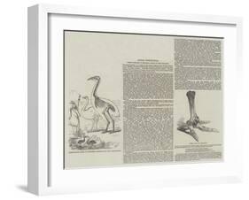 Fossil Remains of Colossal Birds of New Zealand-null-Framed Giclee Print