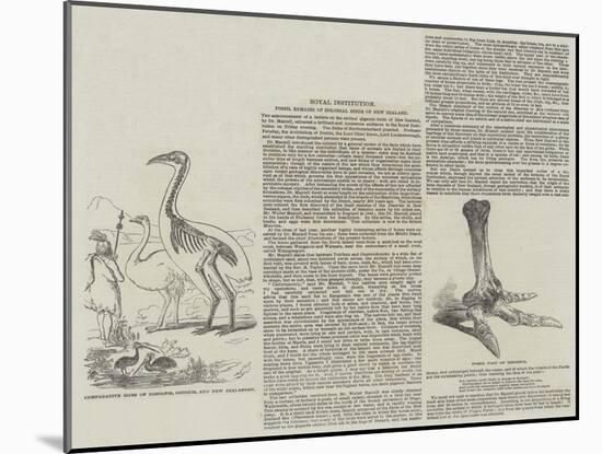 Fossil Remains of Colossal Birds of New Zealand-null-Mounted Giclee Print