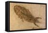 Fossil Salamander-null-Framed Stretched Canvas